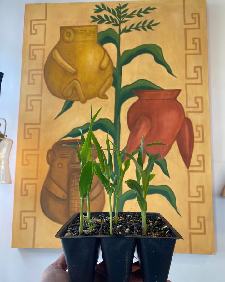 Young corn starts in a pot, held up in front of the shop’s big painting of corn and clay vessels.