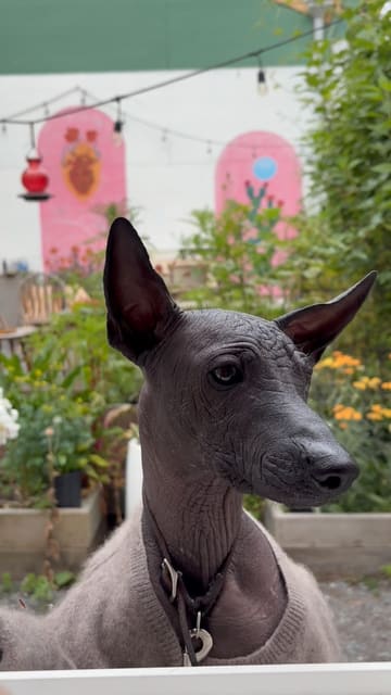 Chapulin, the shop’s Xolo, in a gray sweater in the courtyard, pink arch murals and marigolds behind him.